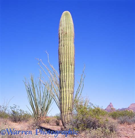 Saguaro Cactus Photo Wp03134