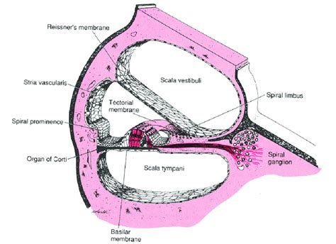 Cross Section Of The Cochlea Illustrating The Three Cochlear Chambers