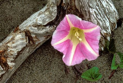 Beach Morning Glory By Dave Mills Morning Glory Flower Photos Flowers