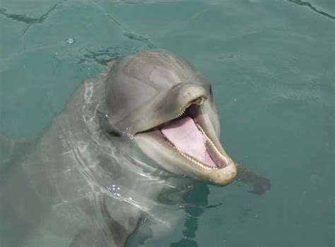Dolphin Sea Life Photo 2634492 Fanpop