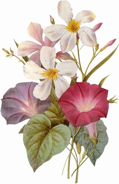 Marjolein Bastin Floral Flowers Flower Botanical Illustration