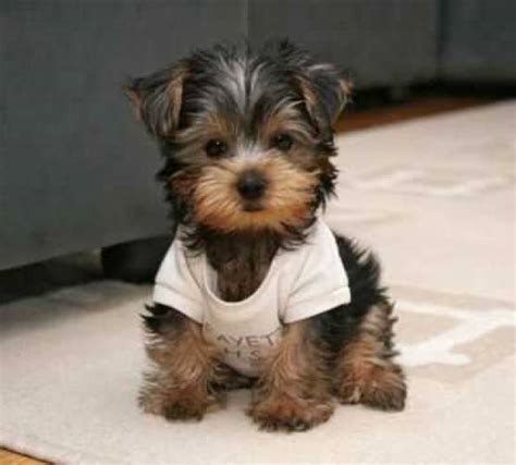 Saving the miami blue butterfly. 2 Adorable Yorkie Puppies For Free Adoption. - Miami ...