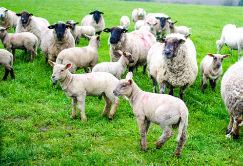 Sheep Farmers Generating Better Returns Than Suckler Farms At Present