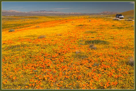 The season of singing has come, the cooing of doves is heard in our land. Elevation of Antelope Valley, Lancaster, CA, USA ...