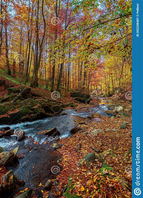 Mountain River In The Forest Water Flow Among The Rocks Trees In