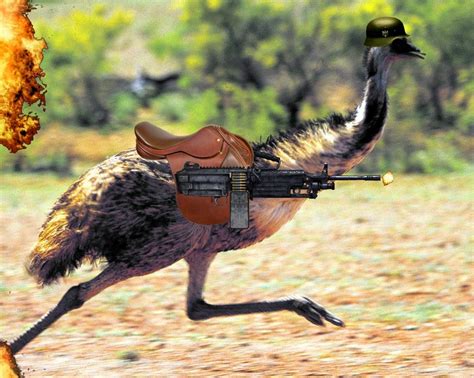 The great emu war was a fierce battle between the machine gun armed australian soldiers and the large emu birds. The Great Emu War: The War