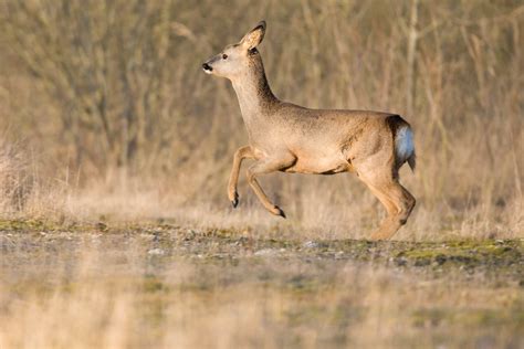 Free Images Nature Forest Wildlife Wild Mammal Animals Green