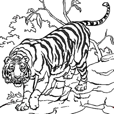 Cahier De Coloriage Papier Tigre Soalan Push