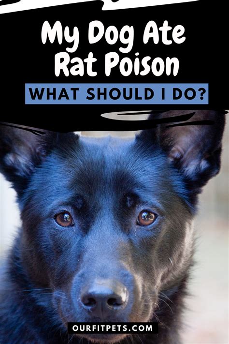 My Dog Ate Rat Poison What Should I Do? | Our Fit Pets in 2021 | Cat