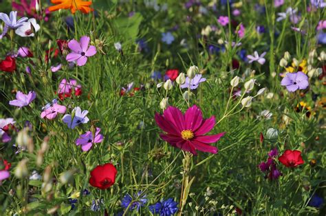 Hummingbirdbutterfly Wildflower Mix Hometown Seeds