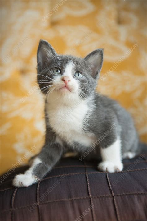 A Grey And White Kitten Looking Upwards Stock Image F0204722