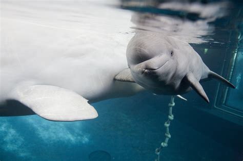 Beluga Whale Facts Habitat Sounds Diet Baby Videos Pictures