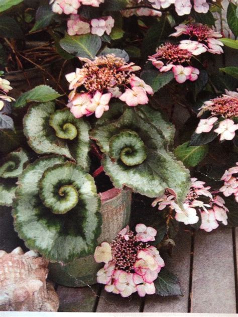 Spiral Leaves Begonia Rex Escargot From Martha Stewart Magazine