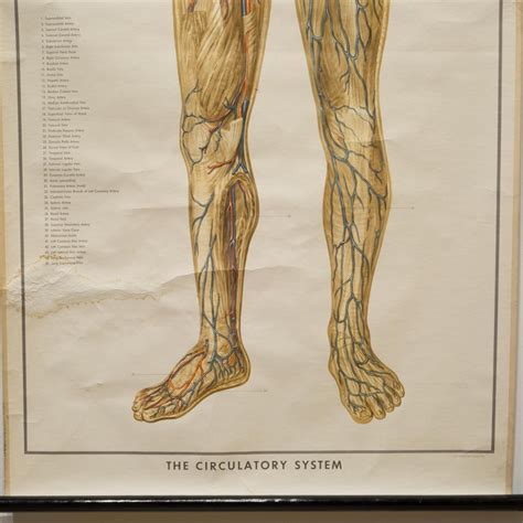 Vintage Circulatory System Anatomical Chart Circa 1952 For Sale At 1stdibs