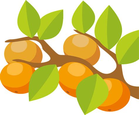 Orange Tree Clipart Free Download Transparent Png Creazilla