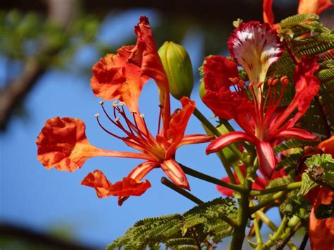 Maybe you would like to learn more about one of these? Bunga Flamboyan - Asal, Taksonomi, Morfologi & Cara Tanam
