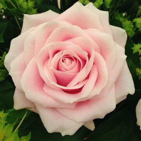Pale Pink Roses In Bouquet Beautiful Flowers Pictures Beautiful Rose