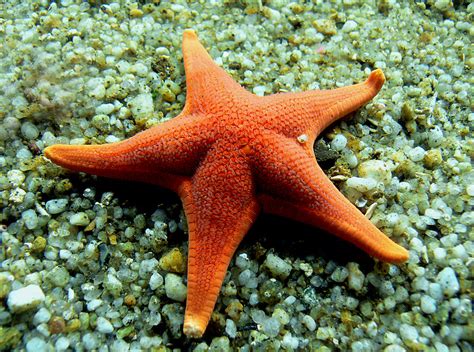 Star Fish The Stars That Live In The Ocean Are Just As Fa Flickr