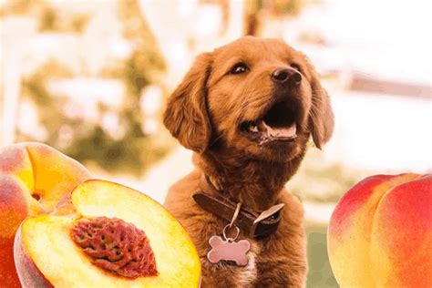 And it can be fatal to your pet. Can dogs eat Peaches? is it safe for dogs to eat Peaches? - Petsynse