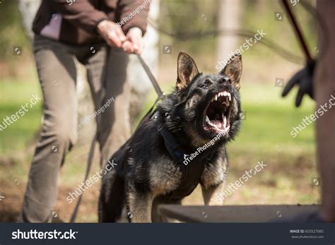 Are German Shepherds Dog Aggressive