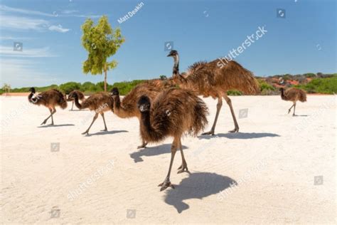 Wild Emus In The Australian Outback Roam Free In A Paddock With Heat