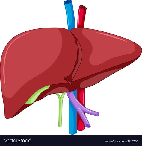 This organ aids in nutrient metabolism and detoxification. Liver anatomy human body Royalty Free Vector Image
