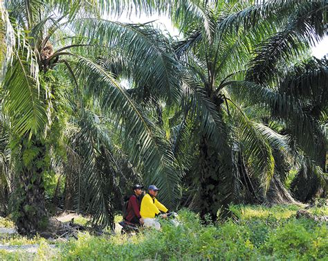 Job Vacancy In Oil Palm Plantation Caidentarokerr