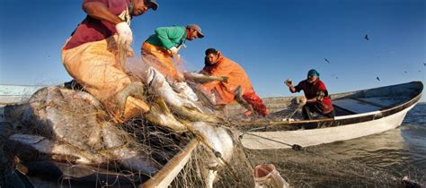 En México De La Pesca Y Acuacultura Dependen 235 Mil