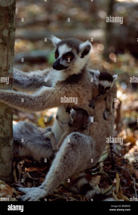 Ring Tailed Lemurs Lemur Catta Mother With Twin Babies Berenty
