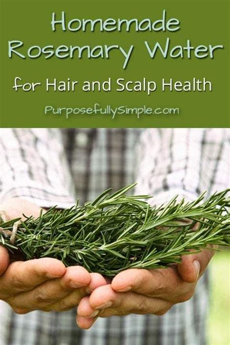 homemade rosemary water for hair and scalp health recipe rosemary for hair rosemary water