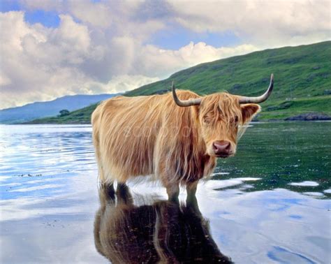 Highland Cow Loch Scridain Isle Of Mull Scotphoto