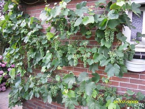 De druif is een zelfbestuiver dus je hoeft niet per se meerdere struiken te planten. Framboos/druif ondersteuning - Pagina 3 - Moestuin Forum ...