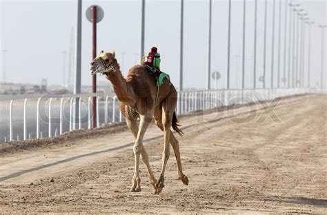 An athlete who rides camels in races. Racing camel with a robot jockey, Doha Qatar | Stock Photo ...