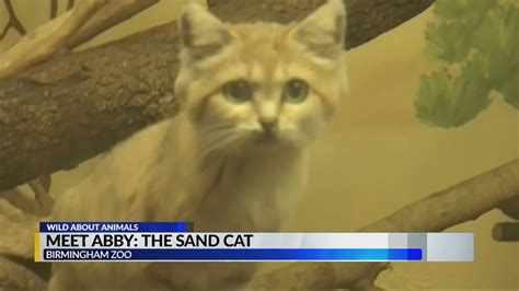 Wild About Animals Meet Abby The Sand Cat Youtube
