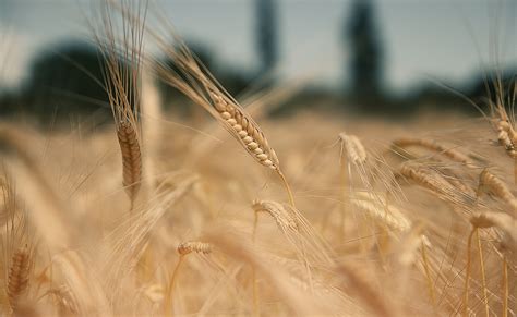 Free Images Nature Field Barley Wheat Prairie Sunlight Crop