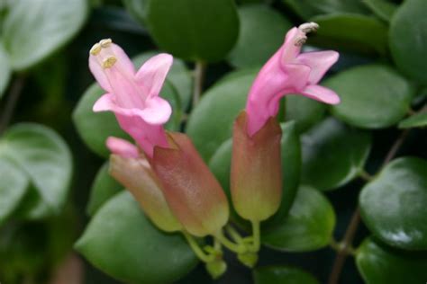 Aeschynanthus Thai Pink