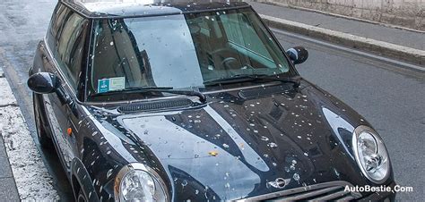 How To Remove Bird Poop Stain From Car Car Body And Windows Your