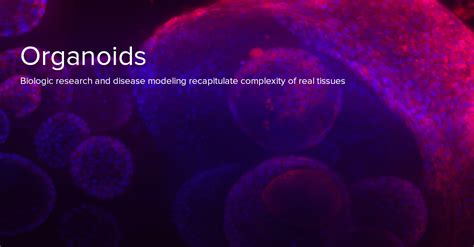 Organoids 3d Organoid Research Molecular Devices