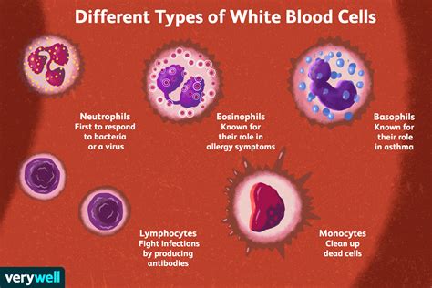 White blood cells are manufactured in bone marrow — the spongy tissue inside some of your larger bones. Low White Blood Cell Count Pregnancy - Infectious Diseases ...