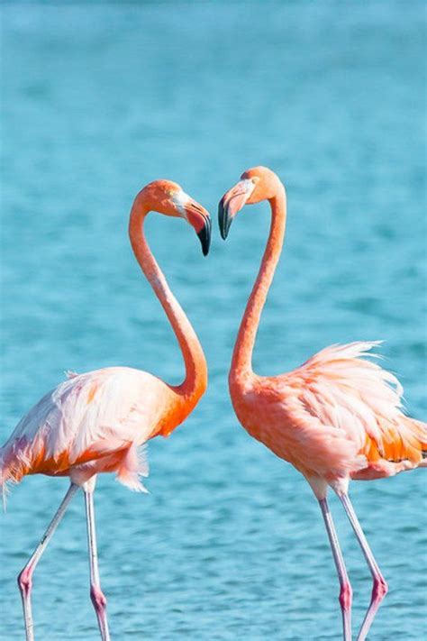 Fine Art Animal Photography Flamingo Flamingos Love Heart Pink