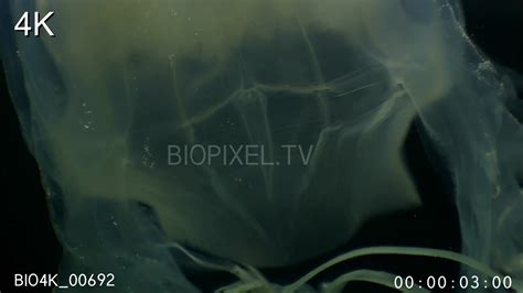 4k Jellyfish Box Jellyfish Box Jellyfish Chironex Close Ups 4kmp4