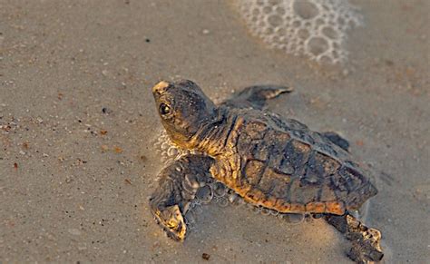Naturalists Blog Hatchling Sea Turtles On Amelia Island