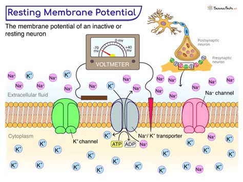 Resting Membrane Potential Definition Importance And Diagram
