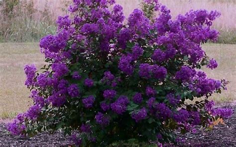 Purple Velvet Miniature Crape Myrtle 1 Plant Darkest Purple Flower