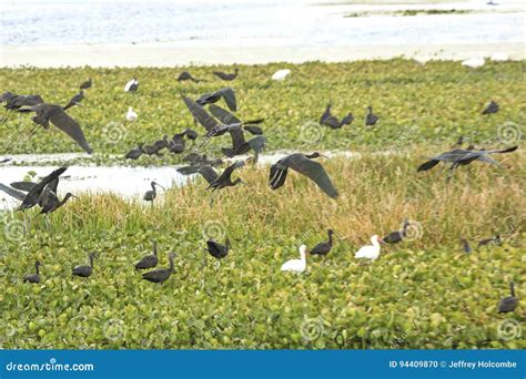 Grupo De Ibises Brillantes Que Sacan En Orlando Wetlands Park Foto De Archivo Imagen De