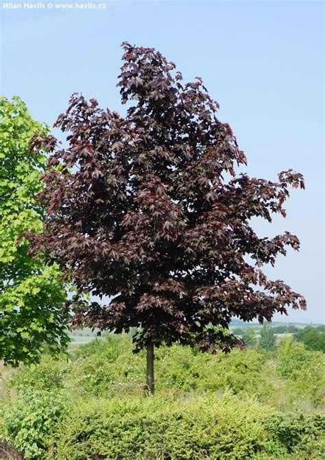 5 out of 5 stars. Acer platanoides 'ROYAL RED' - Havlis.cz