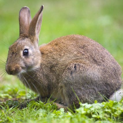How to avoid tularemia, rare 'rabbit fever' reported in northern Colorado