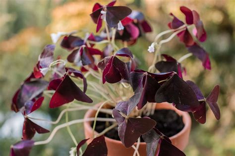 11 Great Shade Plants For Container Gardens
