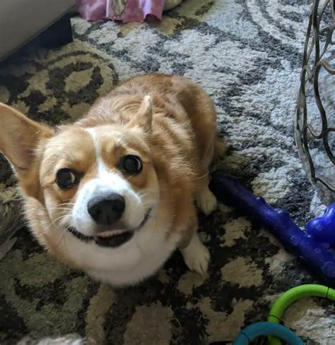 15 Adorable Pictures Of Corgis With Happy Smiles