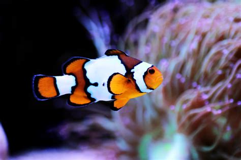 Snowflake Clownfish 101 Care Lifespan Breeding Size And More